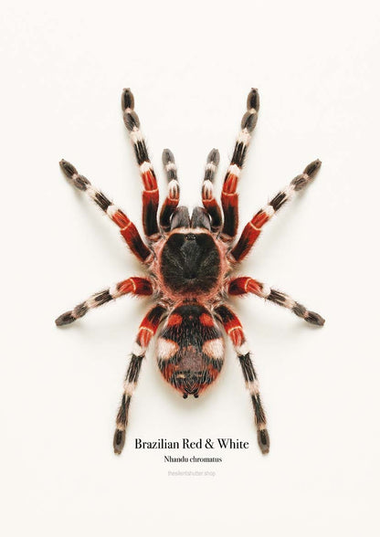 Brazilian Red & White Nhandu chromatus