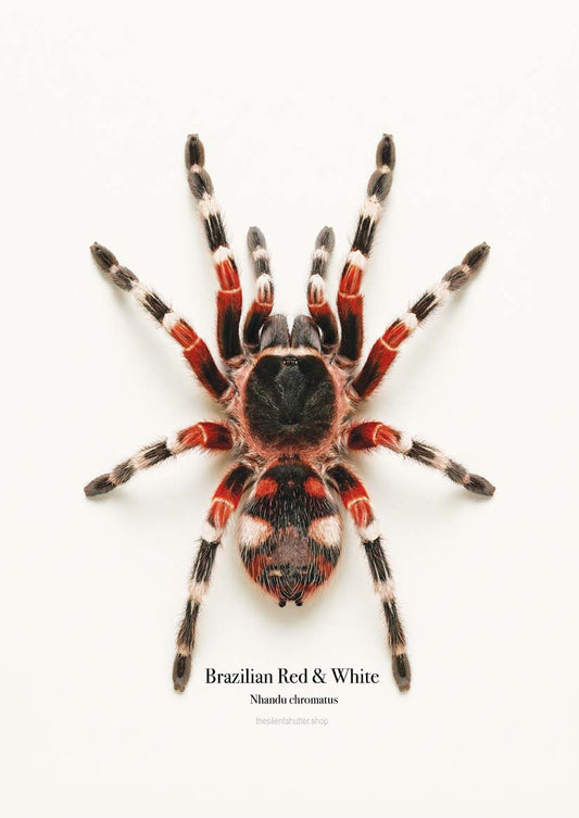 Brazilian Red & White Nhandu chromatus