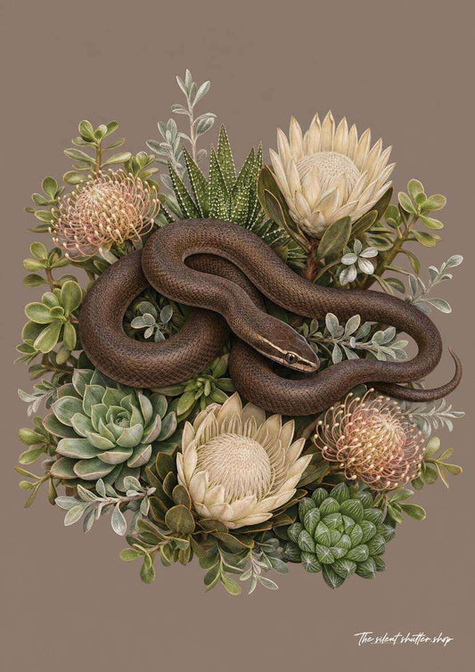 Brown House Snake