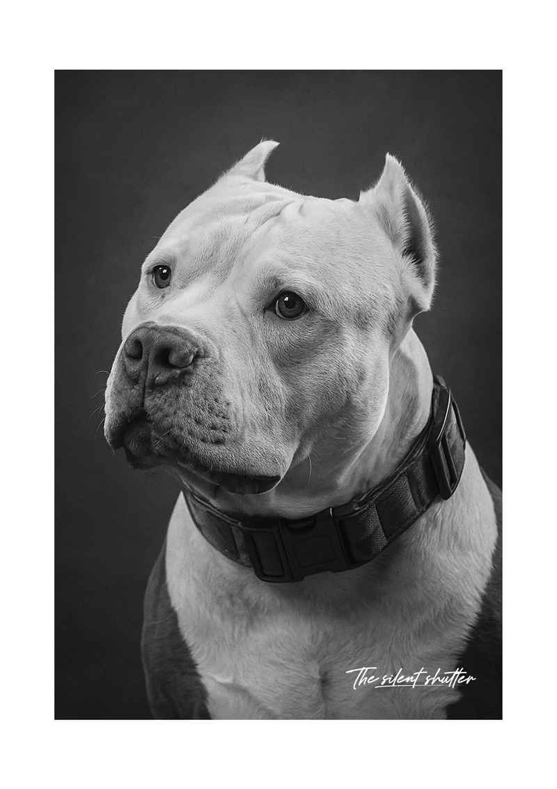 Brutus
