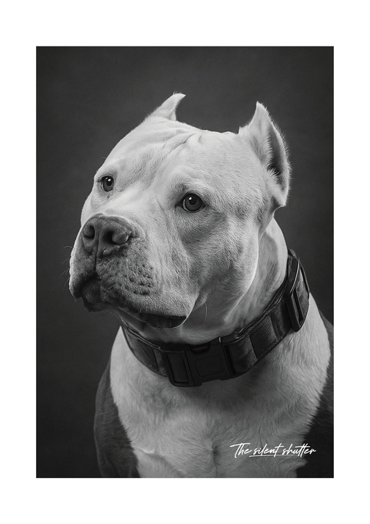 Brutus