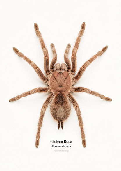 Chilean Rose Grammostola rosea