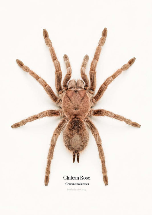 Chilean Rose Grammostola rosea