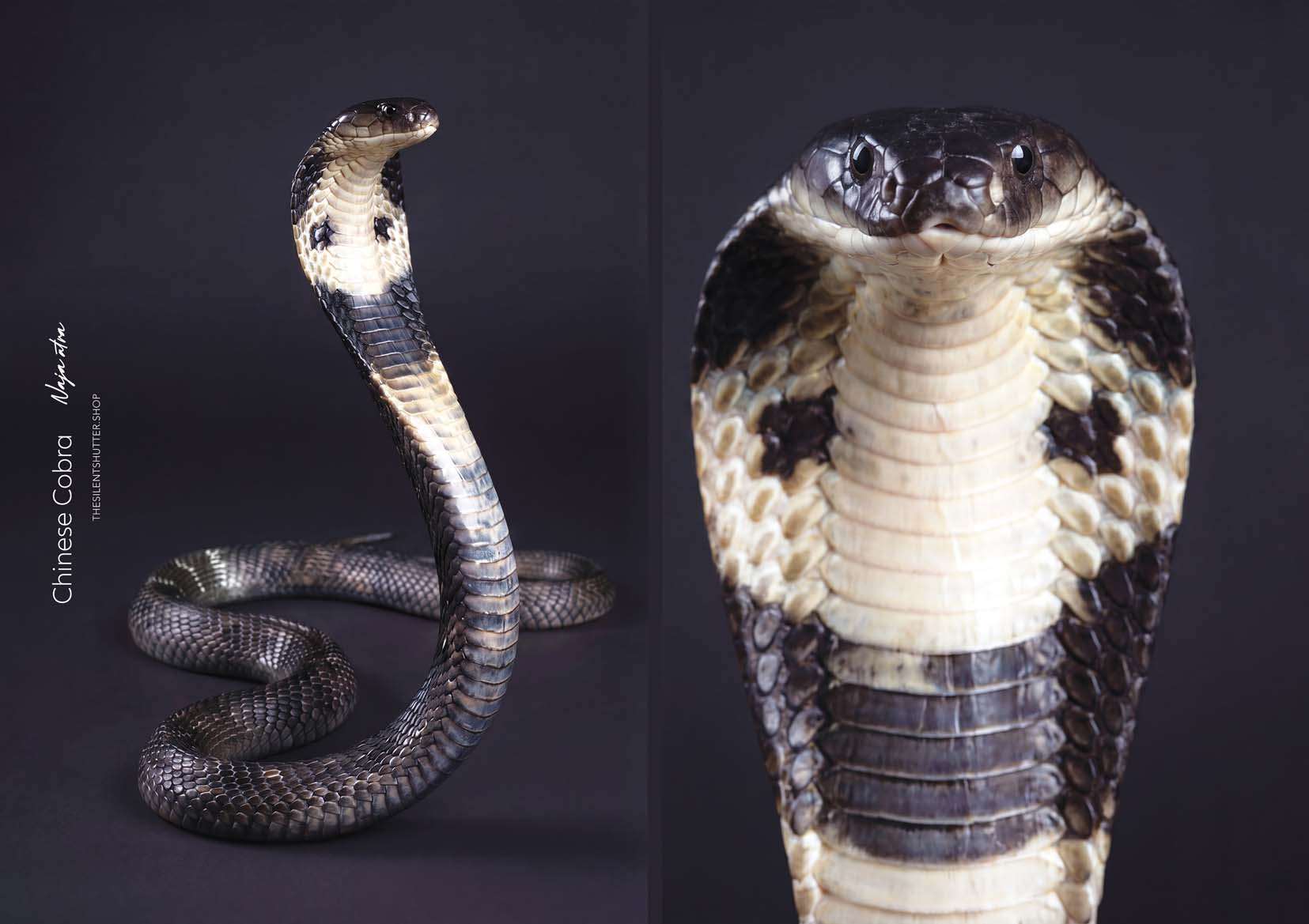 Chinese Cobra (Naja atra)