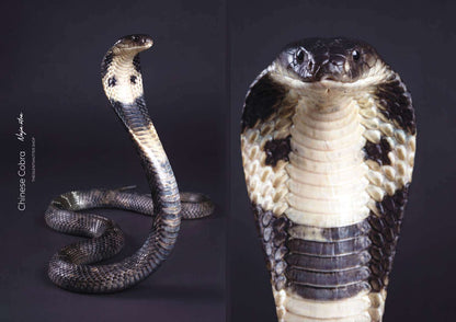 Chinese Cobra (Naja atra)