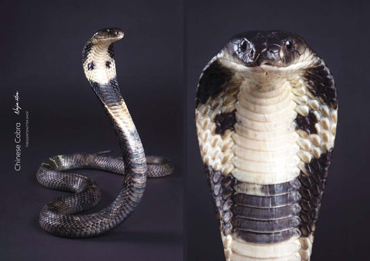 Chinese Cobra (Naja atra)