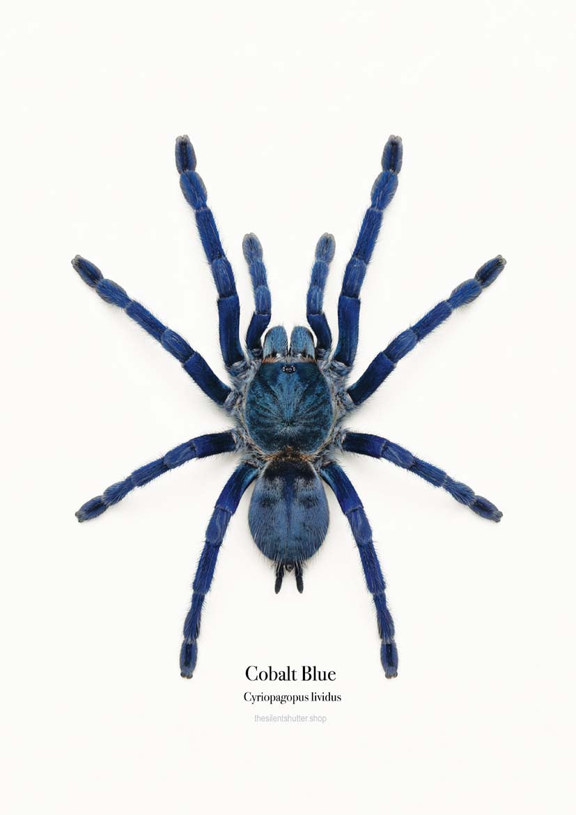 Cobalt Blue Cyriopagopus lividus
