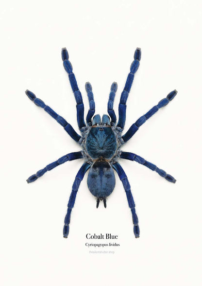 Cobalt Blue Cyriopagopus lividus
