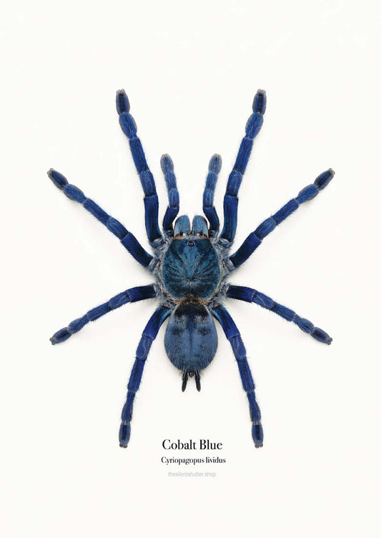 Cobalt Blue Cyriopagopus lividus