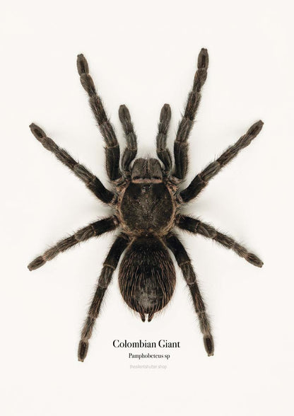 Colombian Giant Pamphobeteus sp