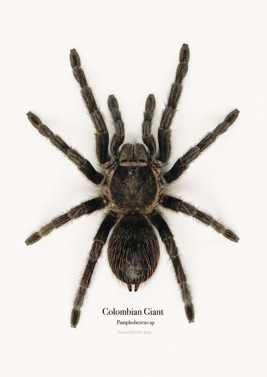 Colombian Giant Pamphobeteus sp