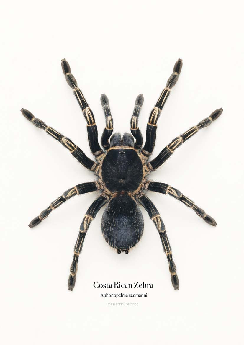 Costa Rican Zebra Aphonopelma seemanni