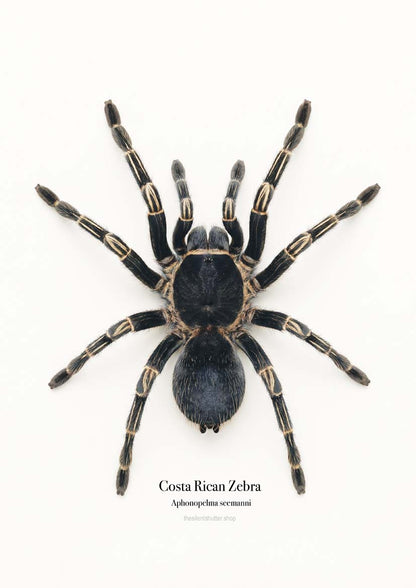 Costa Rican Zebra Aphonopelma seemanni