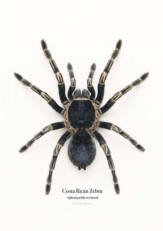 Costa Rican Zebra Aphonopelma seemanni