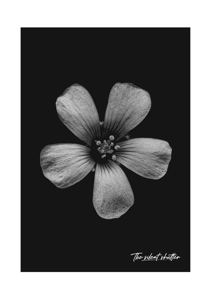 Creeping Woodsorrel - The Silent Shutter