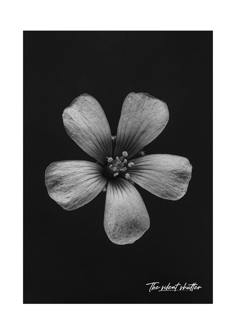 Creeping Woodsorrel