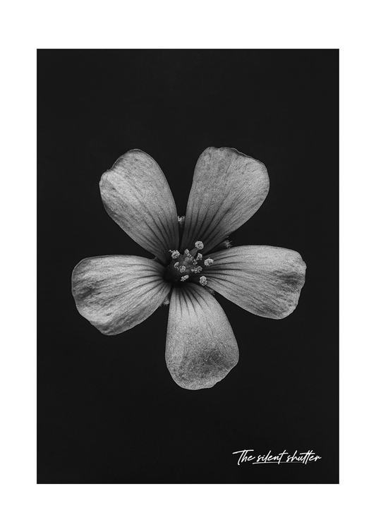 Creeping Woodsorrel