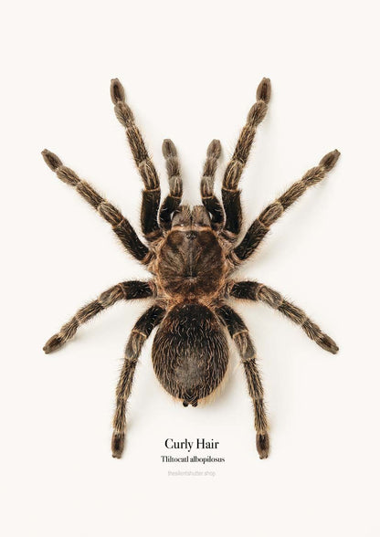 Curly Hair Tliltocatl albopilosus