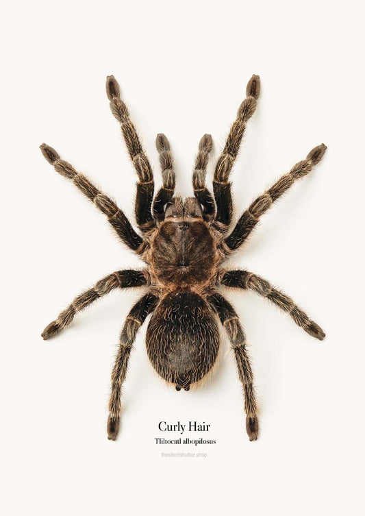 Curly Hair Tliltocatl albopilosus