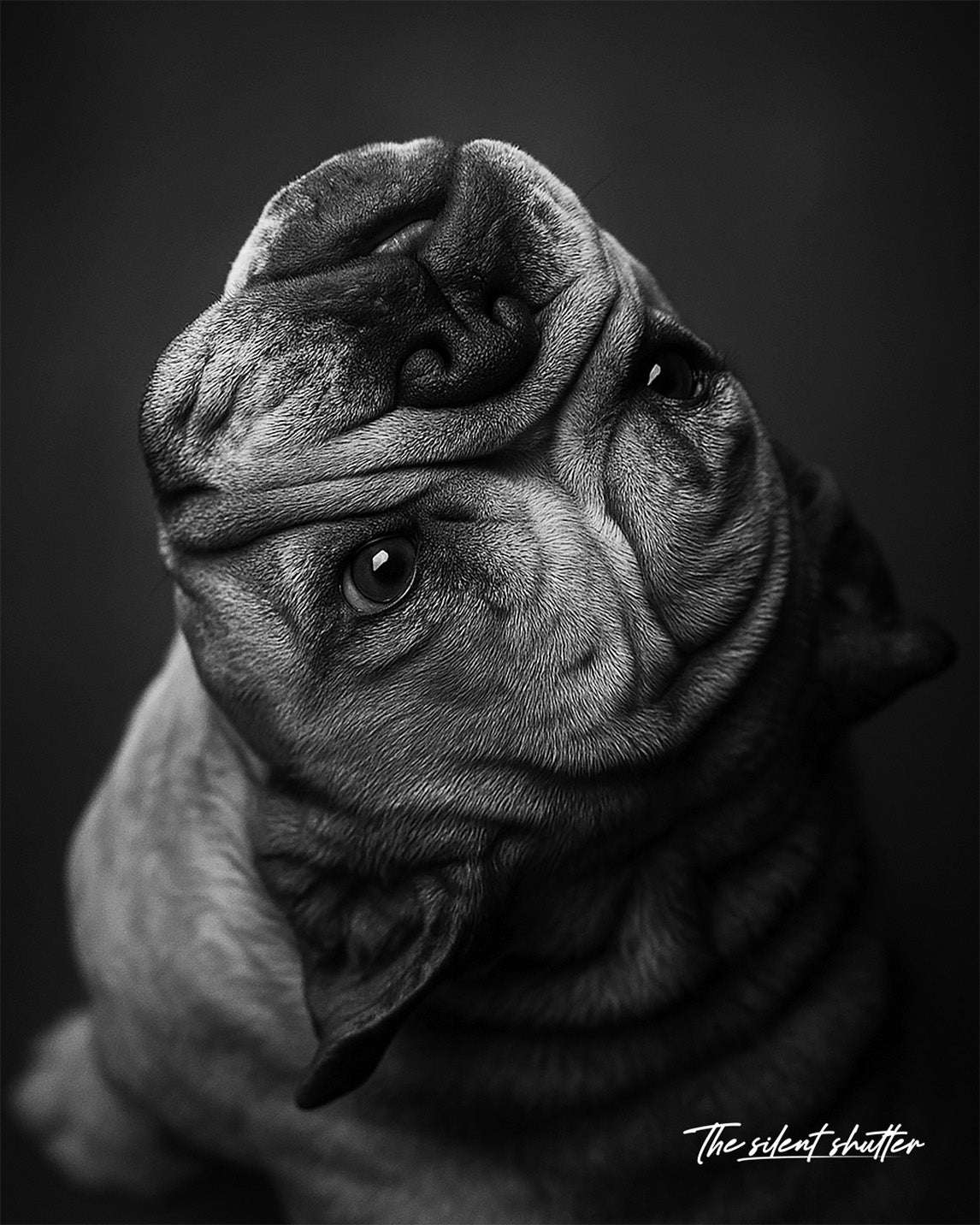 Custom Pet Portrait