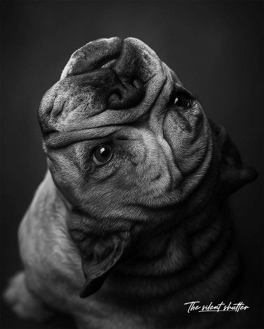 Custom Pet Portrait
