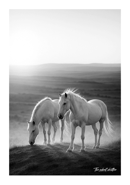 Dawn - The Silent Shutter