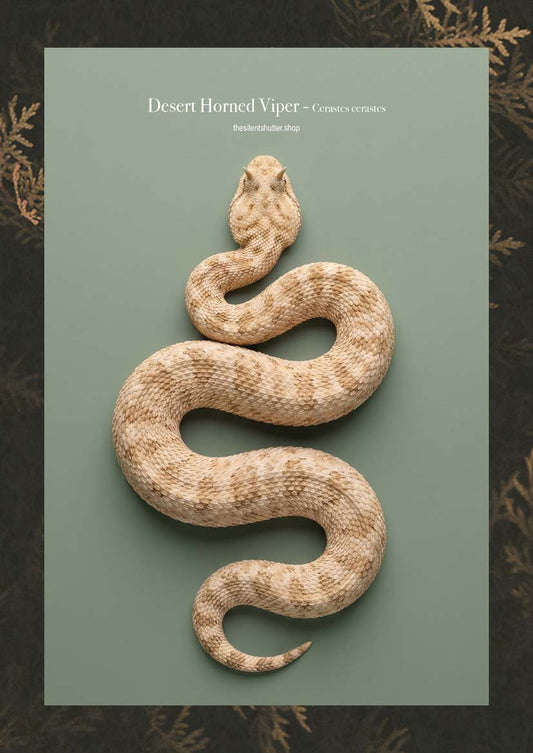 Desert Horned Viper - Cerastes cerastes