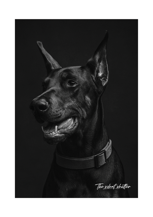 Doberman