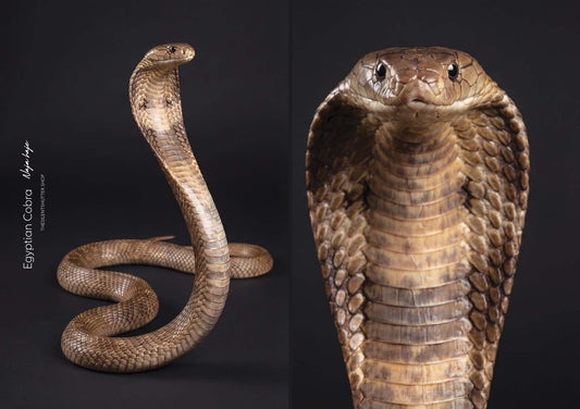 Egyptian Cobra (Naja haje)