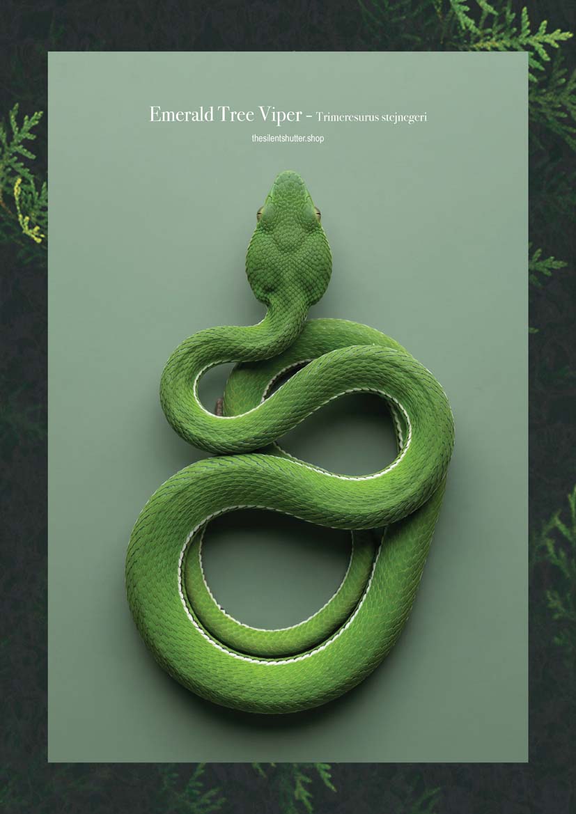 Emerald Tree Viper - Trimeresurus stejnegeri