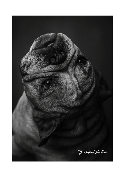 English Bulldog