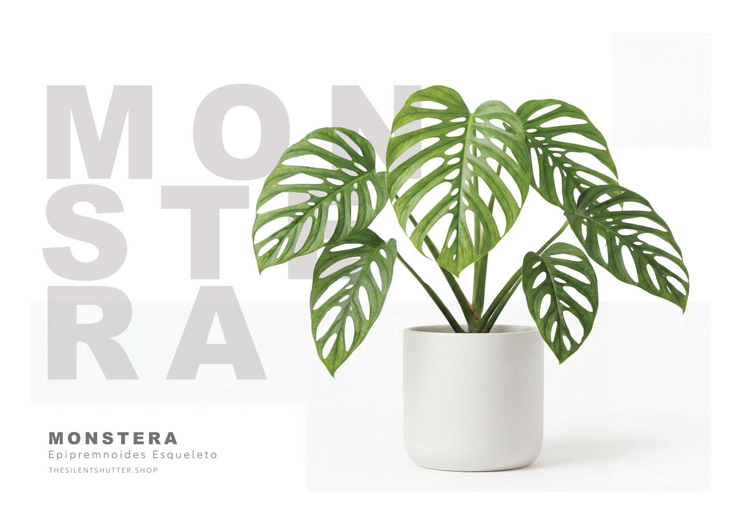 Monstera Epipremnoides Esqueleto