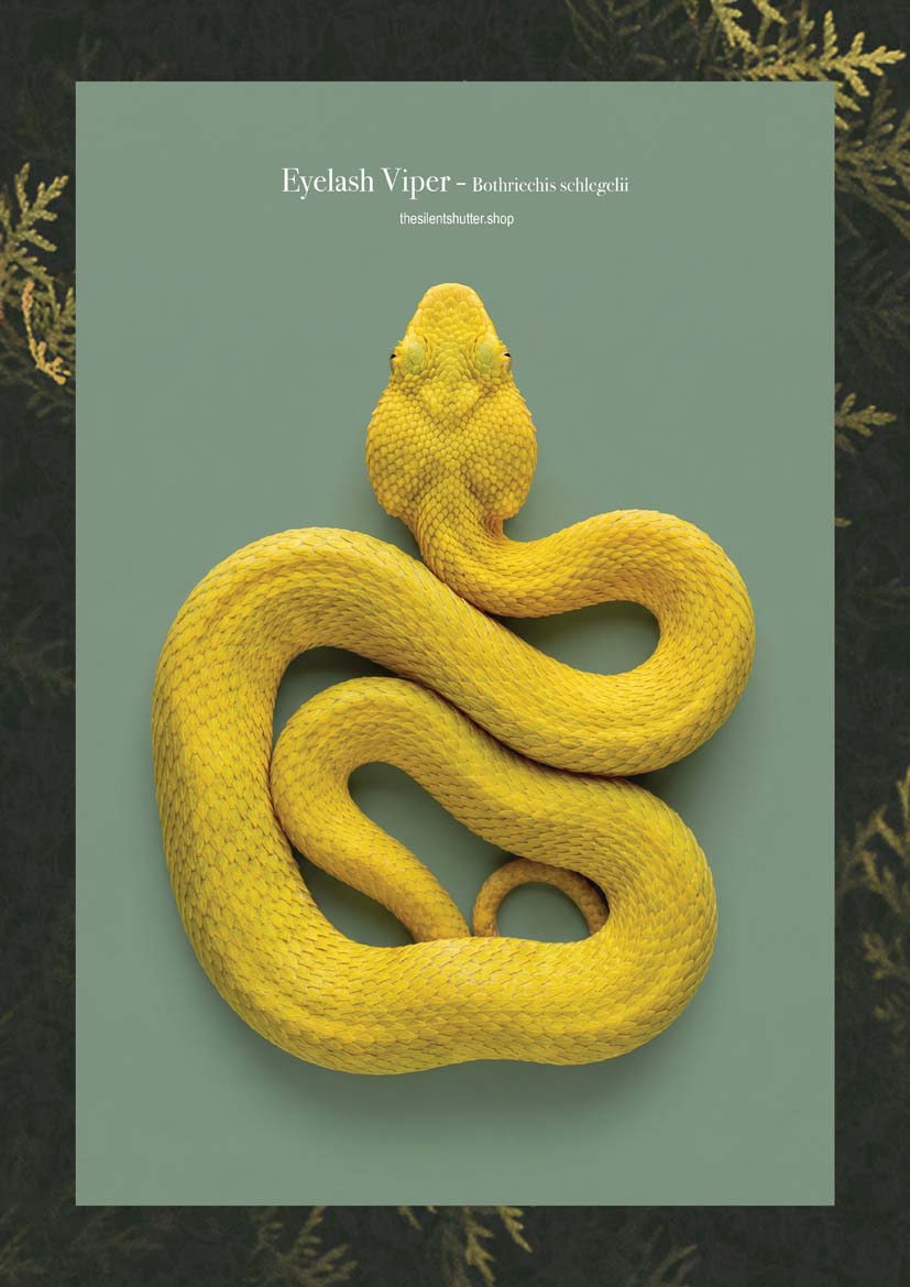 Eyelash Viper - Bothriechis schlegelii