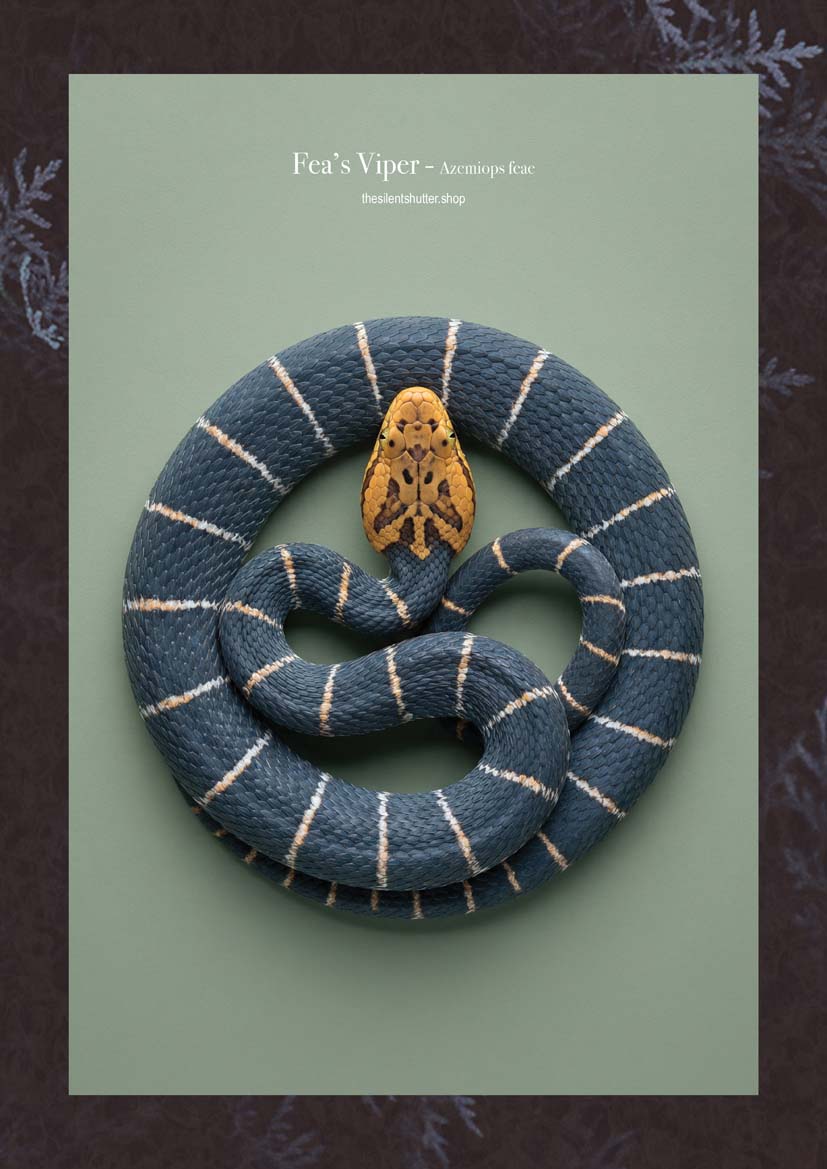 Fea’s Viper - Azemiops feae