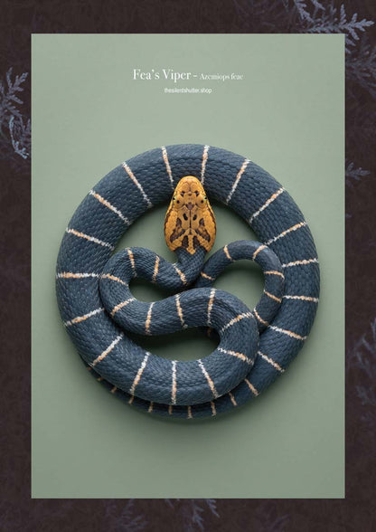 Fea’s Viper - Azemiops feae