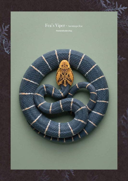 Fea’s Viper - Azemiops feae
