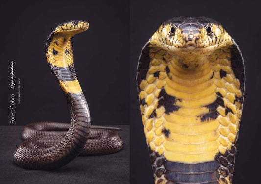 Forest Cobra (Naja melanoleuca)