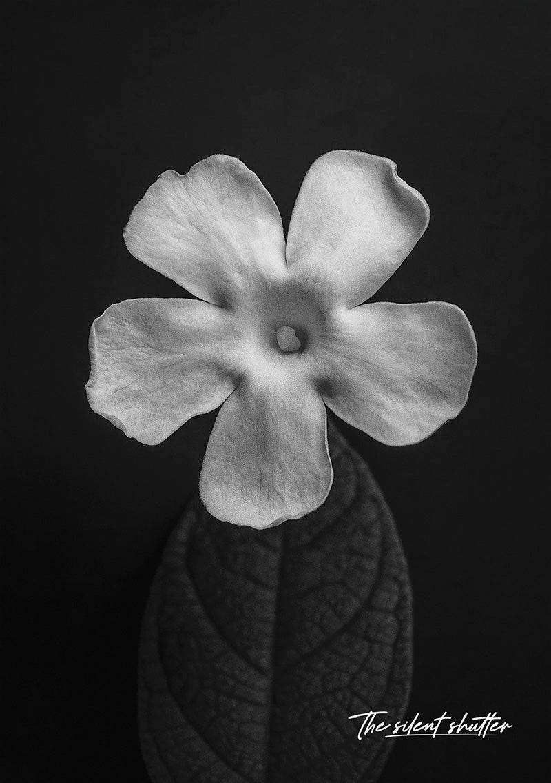 Freylinia tropica - The Silent Shutter