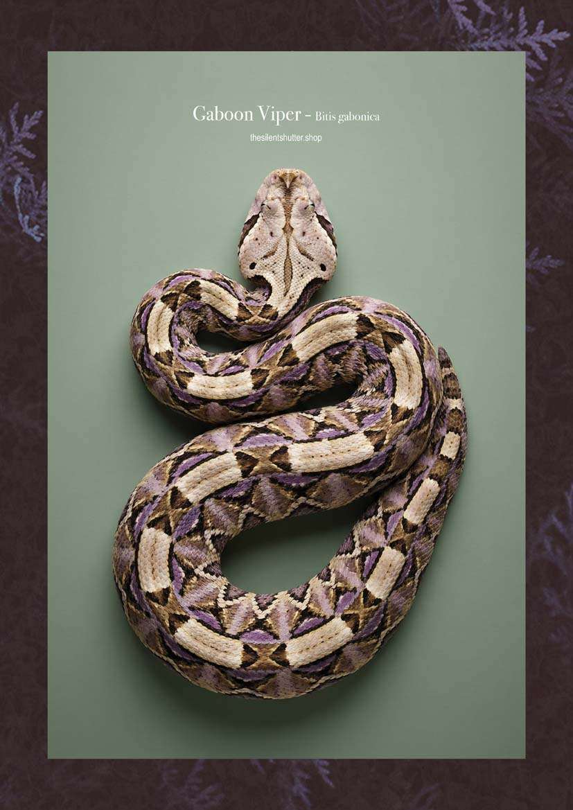 Gaboon Viper - Bitis gabonica