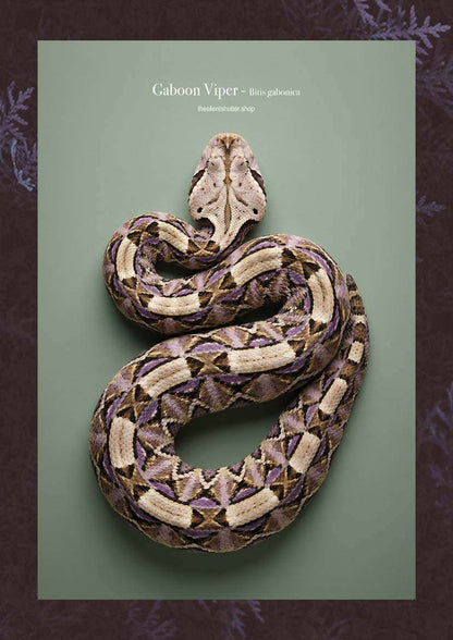 Gaboon Viper - Bitis gabonica