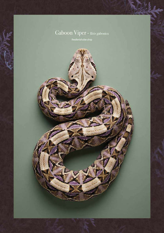 Gaboon Viper - Bitis gabonica
