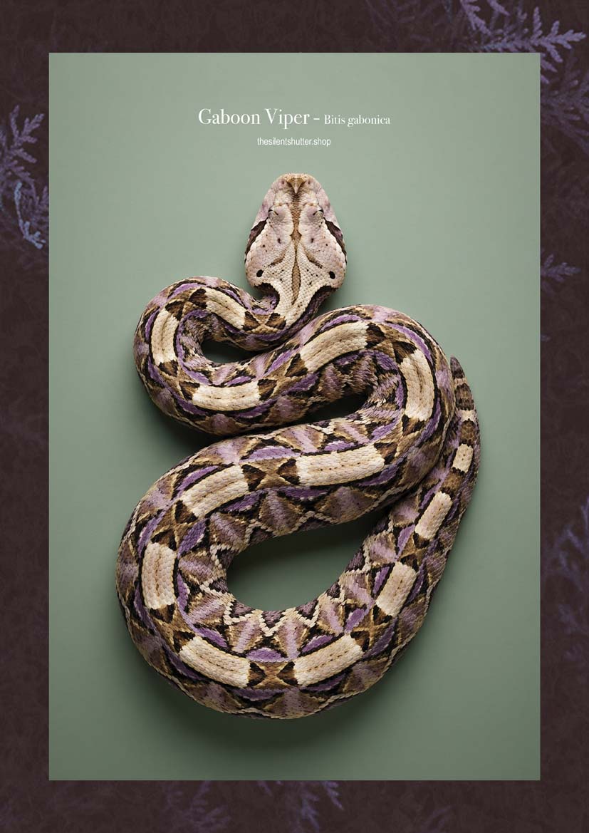 Gaboon Viper - Bitis gabonica