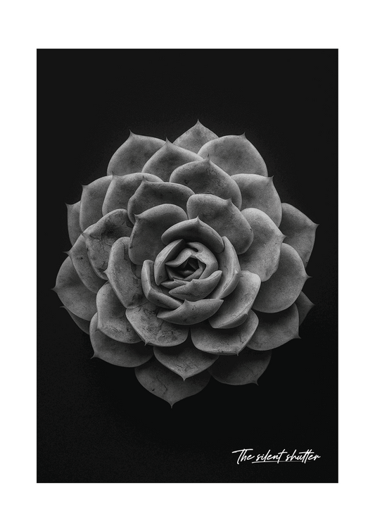 Ghost Echeveria 1 - The Silent Shutter
