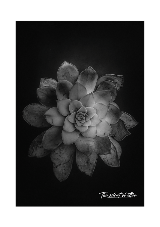 Ghost Echeveria 2