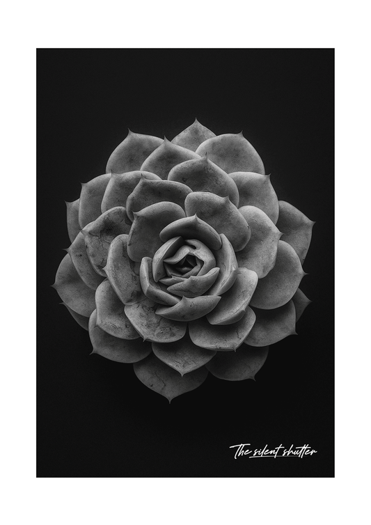 Ghost Echeveria 1