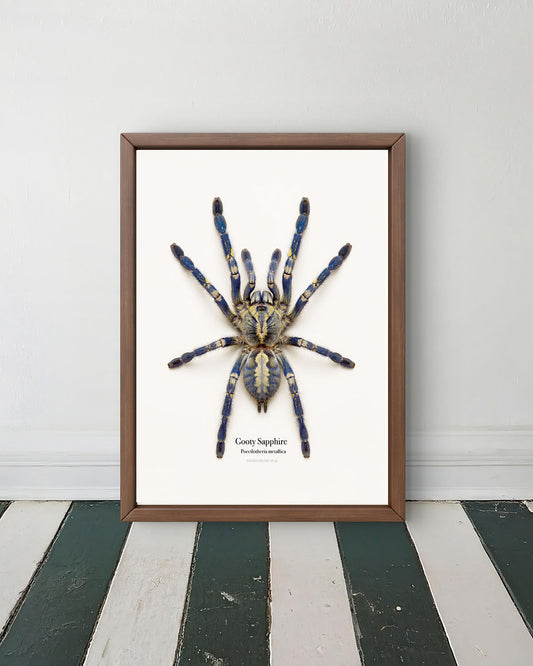 Gooty Sapphire Ornamental Poecilotheria metallica