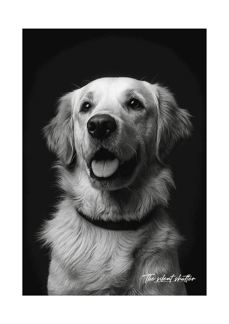 Golden Retriever - The Silent Shutter