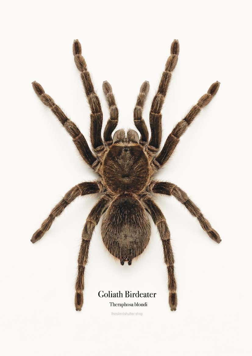 Goliath Birdeater Theraphosa blondi