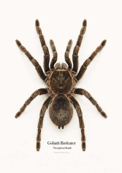 Goliath Birdeater Theraphosa blondi