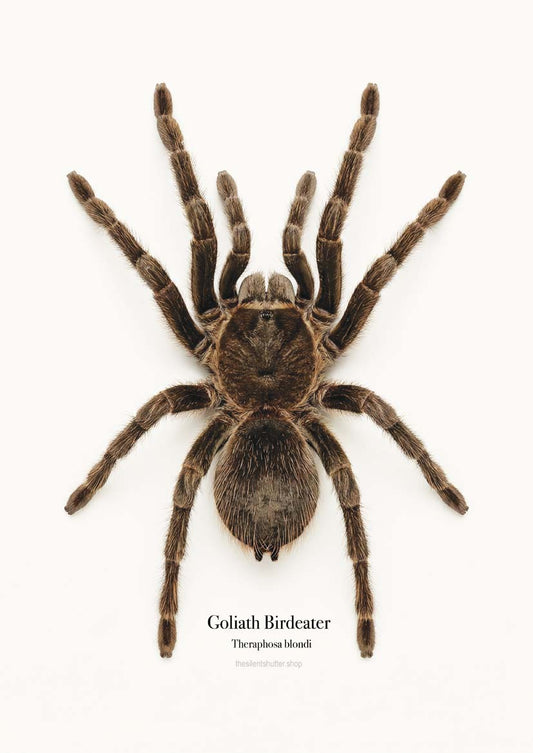 Goliath Birdeater Theraphosa blondi